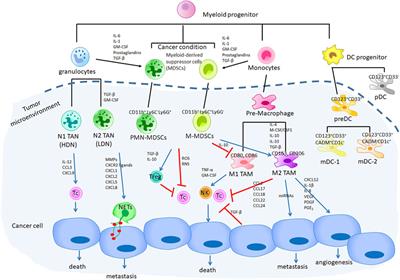 Inflammation and Myeloid Cells in Cancer Progression and Metastasis